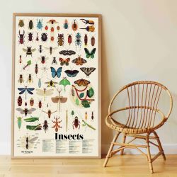 DECOUVERTE-DES-INSECTES